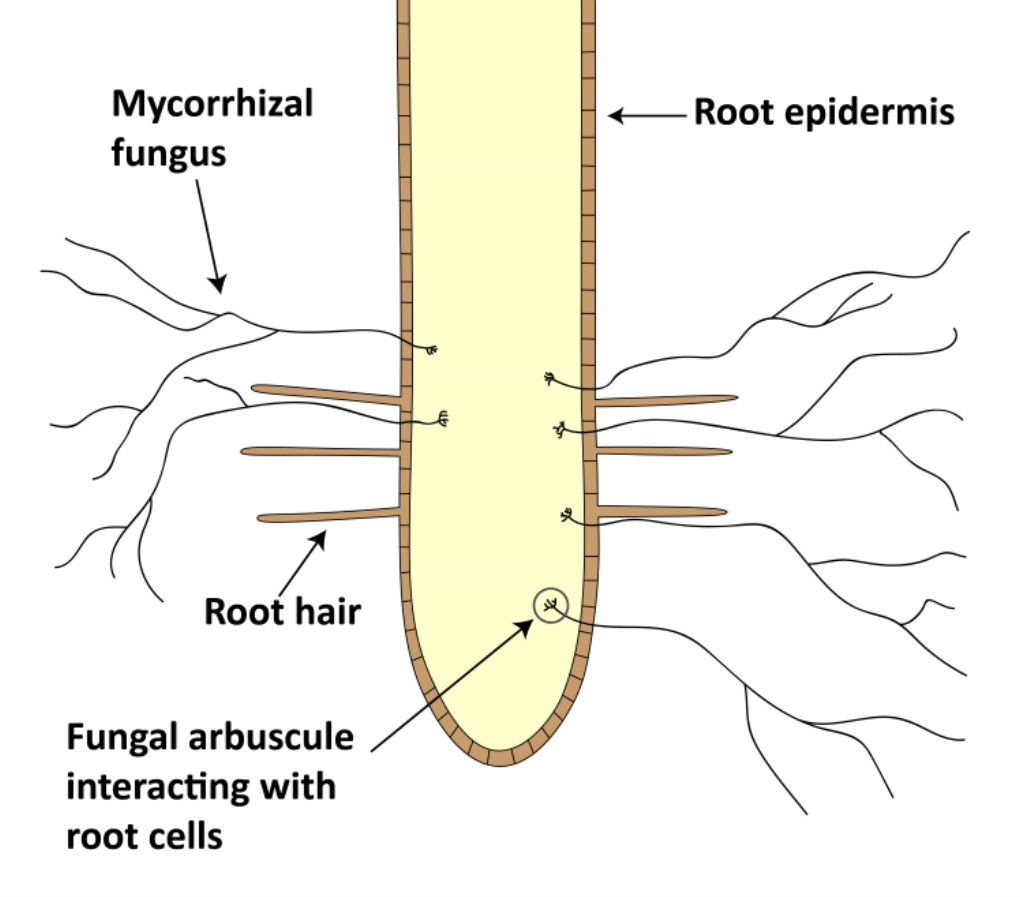 Figure 1. Arbuscular mycorrhizal fungi (AMF) functionally extend the surface area of the root and increase the volume of accessible soil by forming close physical associations with root cells.