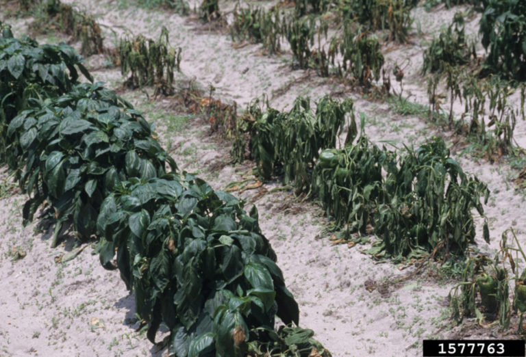 Figure 1. Pepper plants showing wilt and damping off symptoms of Phytophthora blight. Gerald Holmes, California Polytechnic State University at San Luis Obispo, Bugwood.org