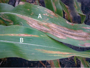 Figure 2. Sweet corn plants infected with northern leaf blight showing (A) lesions on a susceptible hybrid and (B) lesions on a hybrid with the Ht1 resistance gene. Jerald Pataky, University of Illinois.
