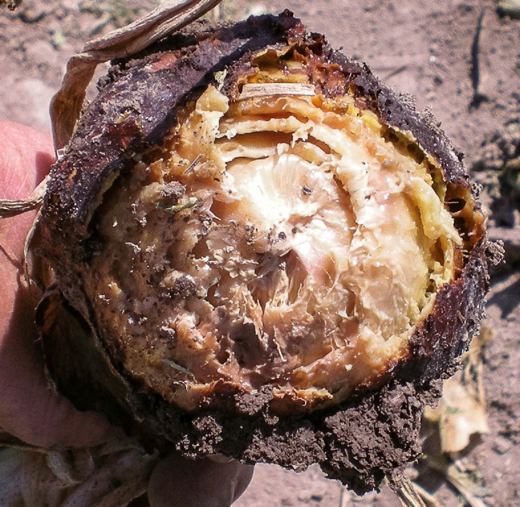 Figure 1. Advanced symptoms of Fusarium basal rot.