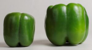 Figure 1. Medium sized fruit can be preferred by processors and some large scale retailers, while large fruit may be desired for specialty retail markets.