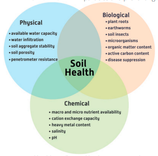 Figure 1. Soil health is influenced by the interaction of physical, chemical, and biological properties of the soil.