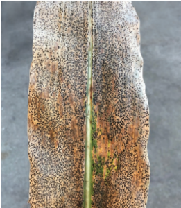 Figure 2. Tar spot symptoms. The black spots on corn leaves are fungal structures called stroma.