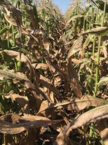 Figure 4. Death of leaf tissue on sweet corn severely infected with tar spot.