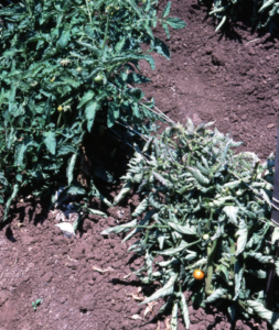 Figure 1. Stunting and discoloration symptoms of tomato curly top.