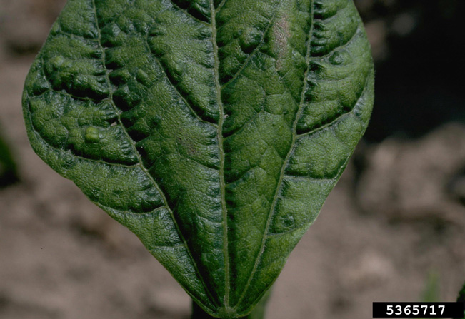 Figure 1. Foliar symptoms of bean common mosaic. Howard F. Schwartz, Colorado State University, Bugwood.org