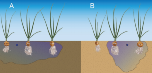 Figure 1. (A) Heavier soils and higher application rates allow water to move horizontally through the soil more quickly. (B) In lighter soils or with lower application rates, water tends to move downward in the soil.