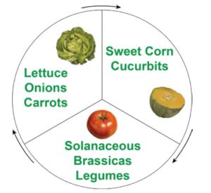 Figure 3. A 3-year crop rotation sequence.