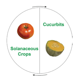 Figure 2. A simple 2-year crop rotation sequence
