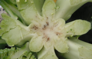 Figure 3. Internal discoloration symptoms resulting from systemic infection.