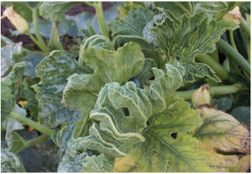 Figure 1. Upward curling of the leaves is a common symptom of SLCV infection of squash, pumpkin, and watermelon.