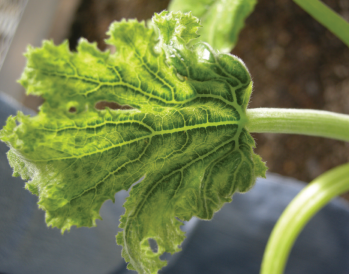 Figure 3. Vein swelling symptoms caused by SCLV infection.