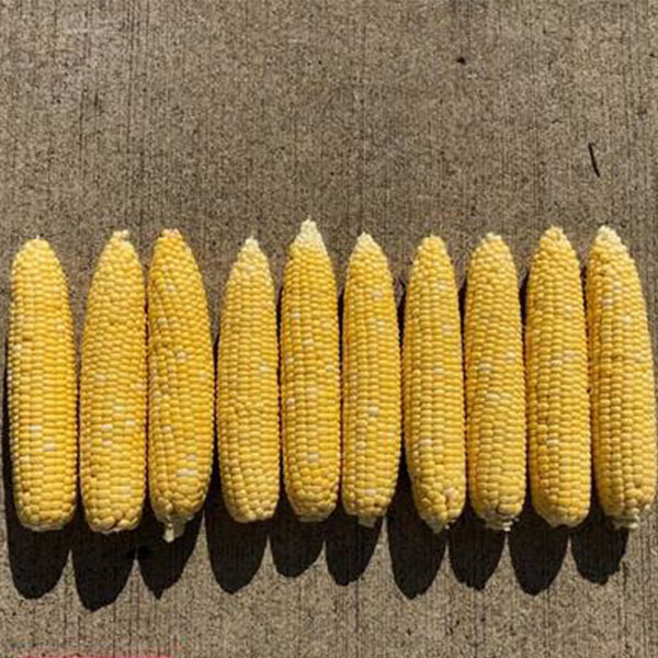 Seminis Sweet Corn Resource Library