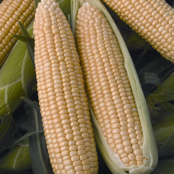 Sweet Corn