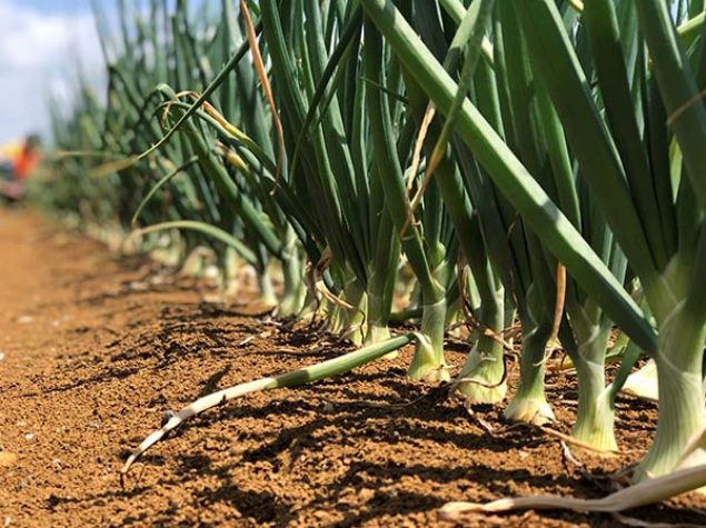 Commercial planting of Harrier, in Pukekohe. Image taken November 2019.
