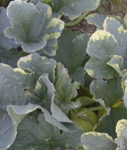 Marginal yellowing of melon leaves caused by salt toxicity.