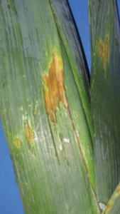 Elongate orange to brown lesions with surrounding chlorosis.