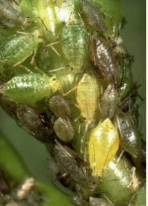 Myzus persicae: green peach aphid nymphs.