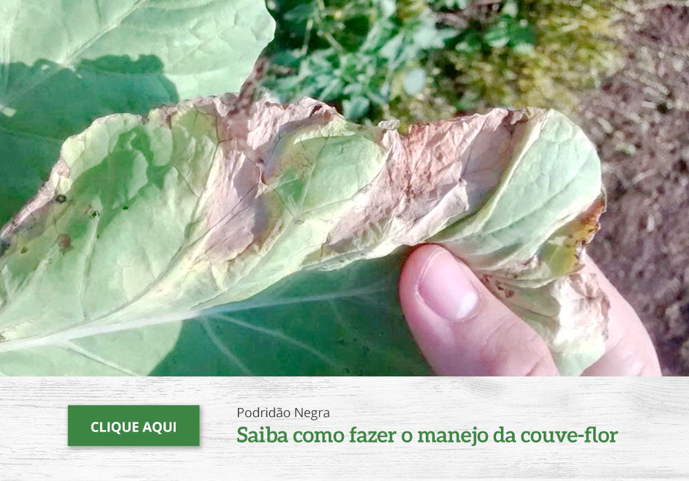 Manejo de Doenças da Couve-Flor