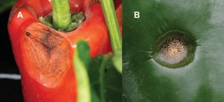 Figura 1. Lesões de antracnose em frutos de pimentão (A) maduros e (B) verdes.