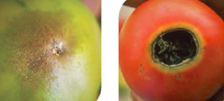 Início necrose marrom claro na extremidade do tomate (esquerda). Lesão deprimida e seca marrom escuro (direita).