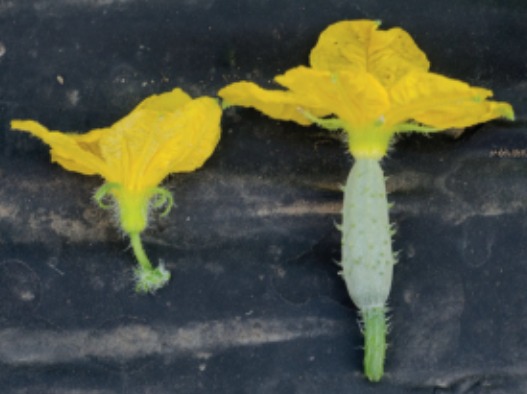 Figura 1. Macho (esquerda) e fêmea (direita) flores de pepino.