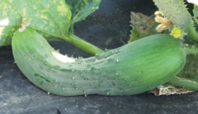 Figura 2. A polinização inadequada resulta no aborto de frutos ou na formação de frutos disformes.