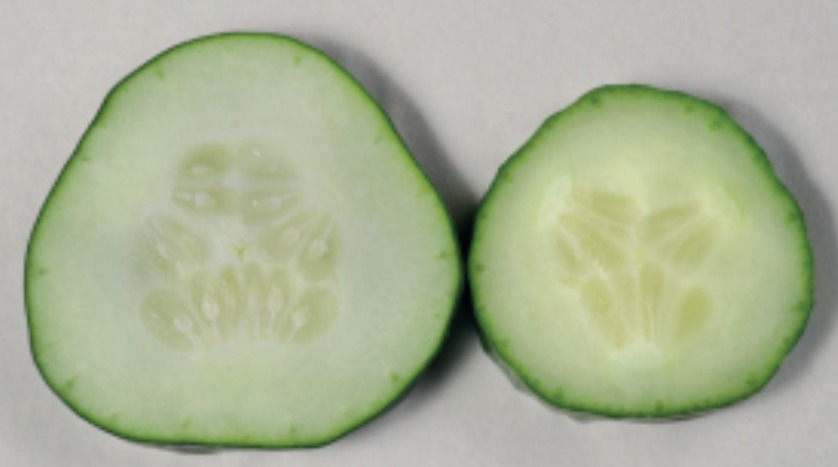 Figura 3. Frutos de pepinos com sementes (esquerda) e sem sementes (direita). Pepinos partenocarpicos são usados para produzir frutos sem sementes.
