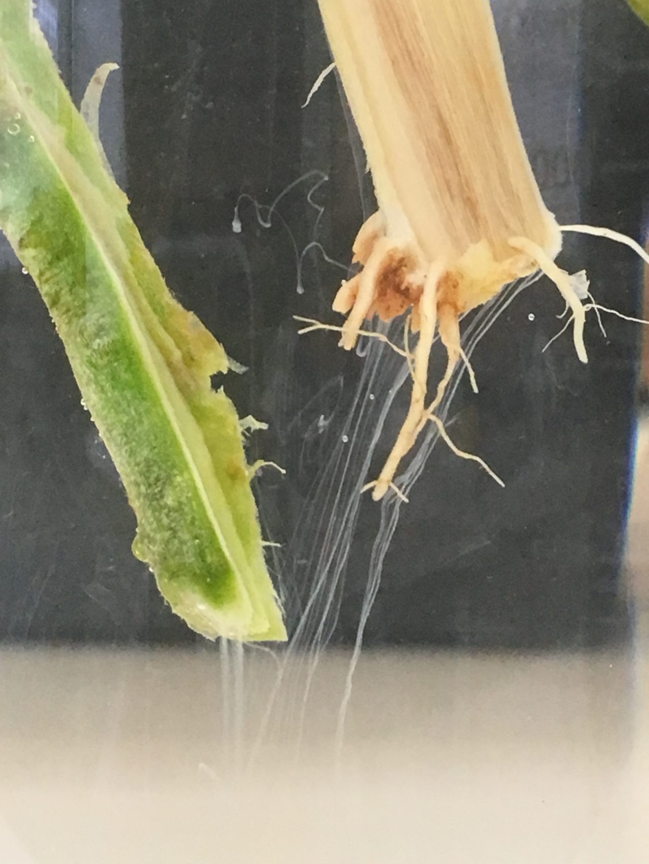 Figura 3. Pus Bacteriano Ralstonia (fonte: Jorge Hasegawa)