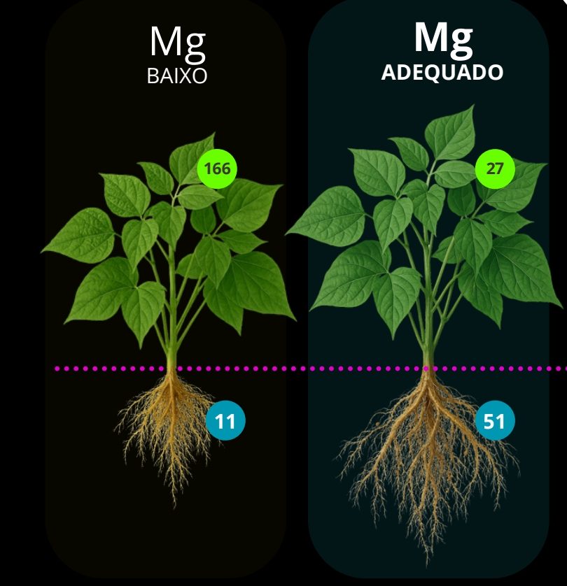 Mg baixo vs Mg adequado