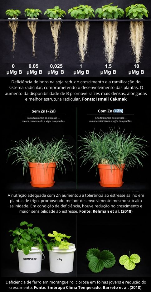 0 µMg B  0,05 µMg B  0,025 µMg B  1 µMg B  1,5 µMg B  10 µMg B Deficiência de boro na soja reduz o crescimento e a ramificação do sistema radicular, comprometendo o desenvolvimento das plantas. O aumento da disponibilidade de B promove raízes mais densas, alongadas e melhor estrutura radicular. Fonte: Ismail Cakmak  Sem Zn (–Zn) Baixa tolerância ao estresse – menor crescimento e vigor das plantas. Com Zn (+Zn) Alta tolerância ao estresse – maior crescimento e vigor das plantas. A nutrição adequada com Zn aumentou a tolerância ao estresse salino em plantas de trigo, promovendo melhor desenvolvimento mesmo sob alta salinidade. Em condição de deficiência, houve redução no crescimento e maior sensibilidade ao estresse. Fonte: Rehman et al. (2018)  COMPLETO  –Fe Deficiência de ferro em morangueiro: clorose em folhas jovens e redução do crescimento. Fonte: Embrapa Clima Temperado; Barreto et al. (2018).