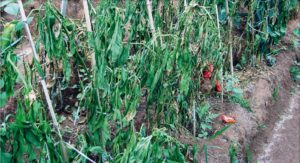 Pimentão afetado pela Murcha de Phytophthora.