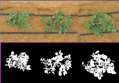 COM BIOESTIMULANTE: 16,7%