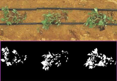 SEM BIOESTIMULANTE: 7,6%