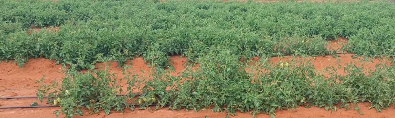 Área de tomate com fitotoxidez residual de herbicida, visível nas duas primeiras filas, comprometendo desenvolvimento e uniformidade das plantas