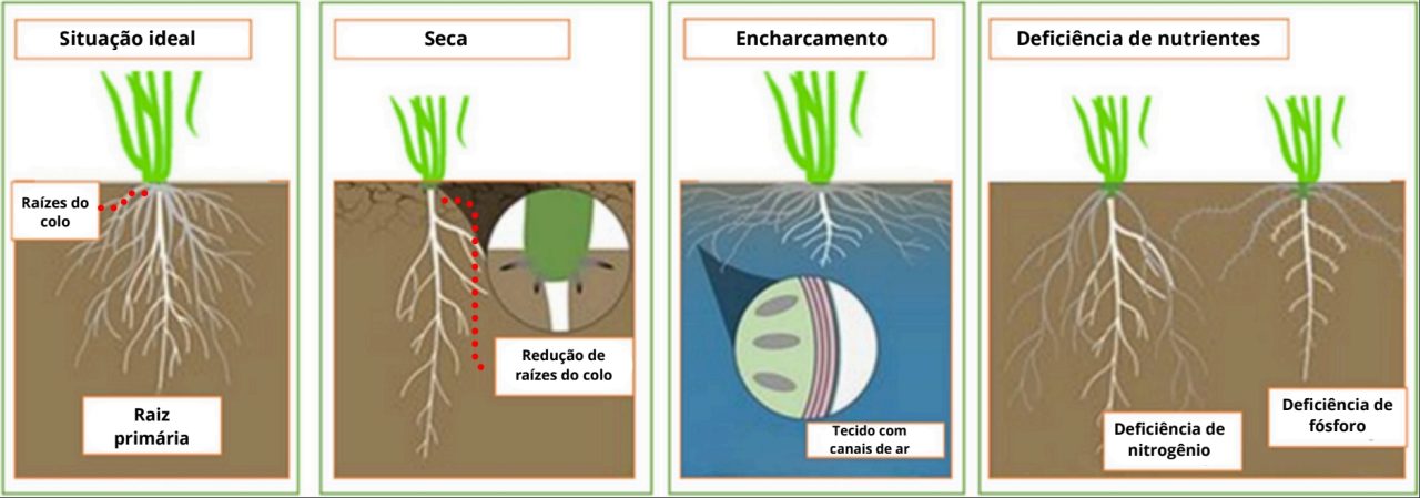 Em situação normal as raízes crescem completas; na seca formam menos raízes principais; em solos encharcados surgem espaços internos para passagem de ar; na falta de nutrientes, as raízes mudam para buscar nitrogênio e fósforo.
