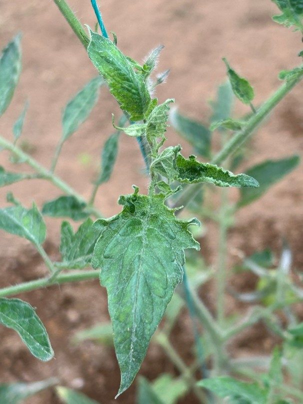 Deformação do limbo foliar, recorte pronunciado das margens dos folíolos e deformidade generalizada das folhas.