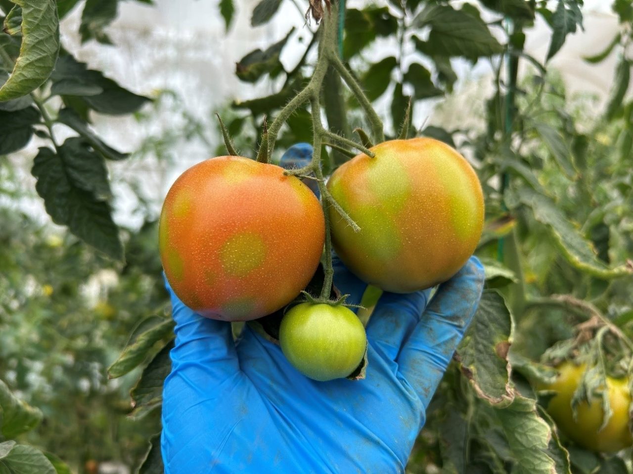 Manchas amareladas arredondadas nos frutos. 