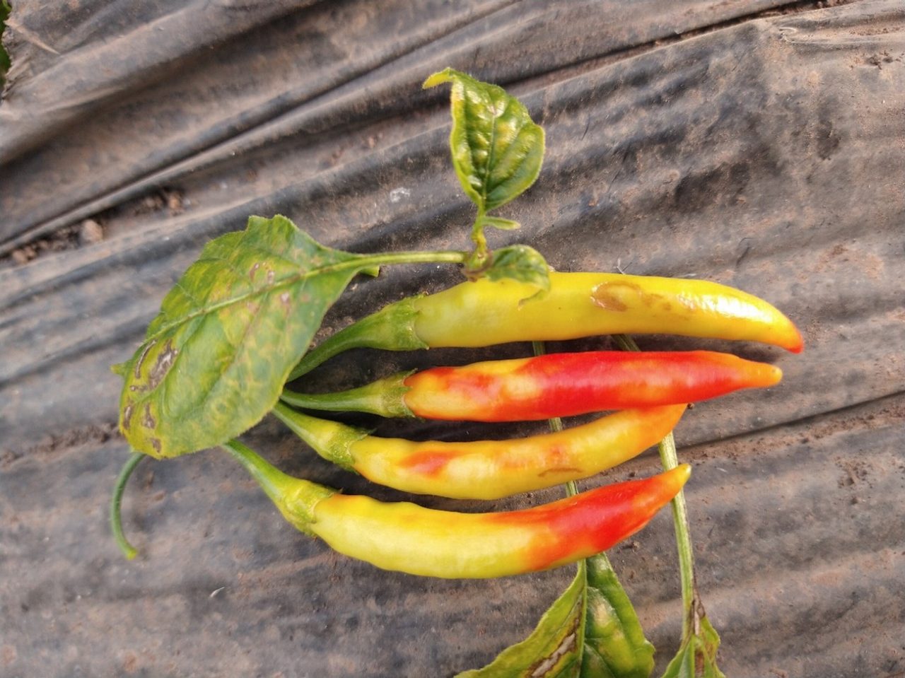 Sintomas em Capsicum frutescens.