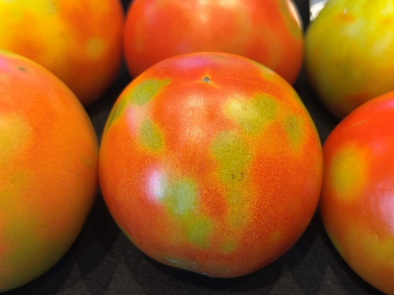 Sintomas característicos de ToBRFV em frutos maduros, com manchas amareladas de formato esférico.
