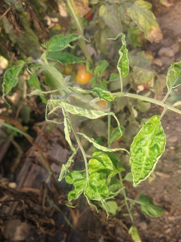 Deformação dos folíolos, filiformismo e formação de bolhas com mosqueado. 