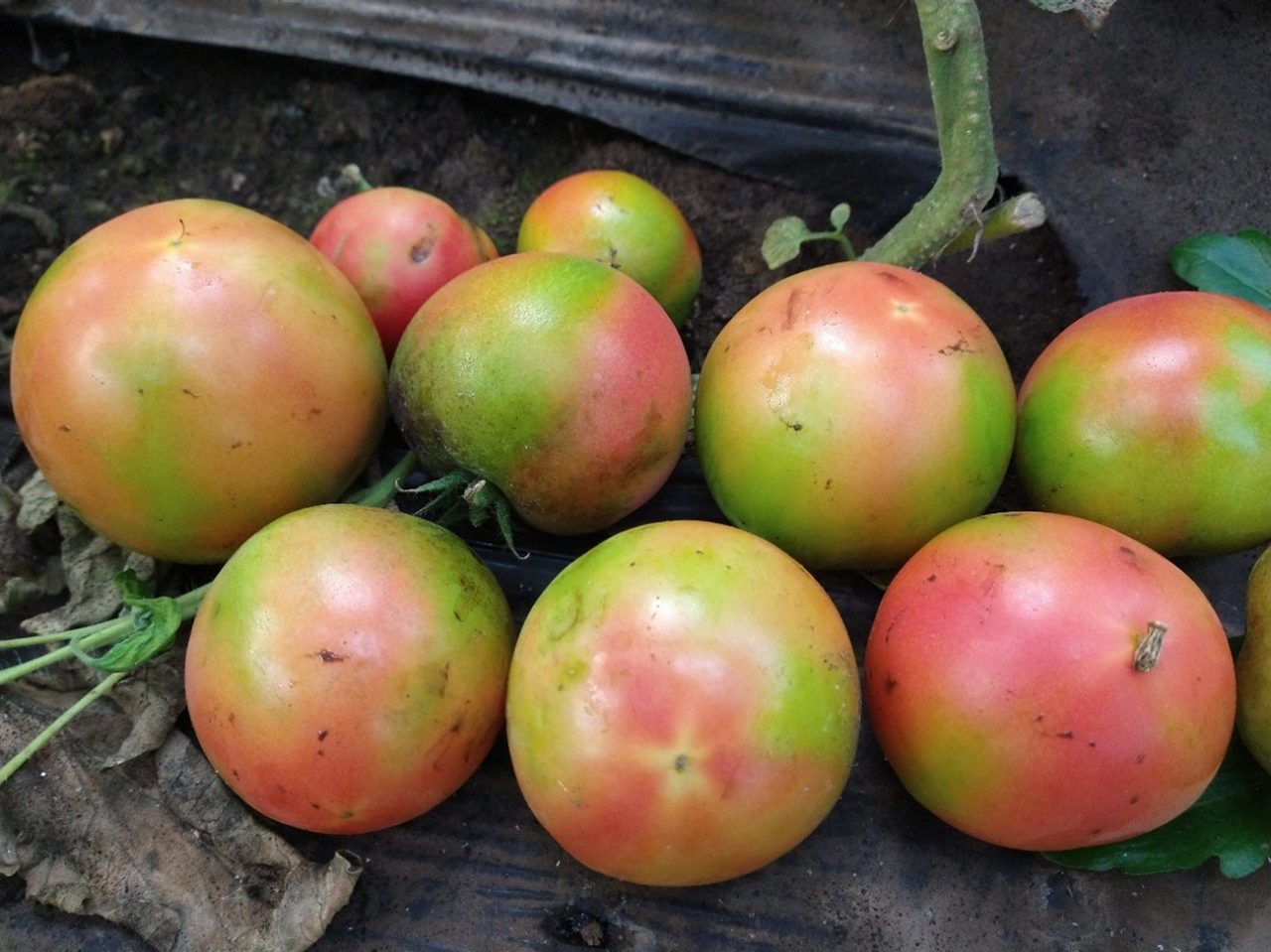 Necrose subepidérmica dos frutos, com maturação irregular.
