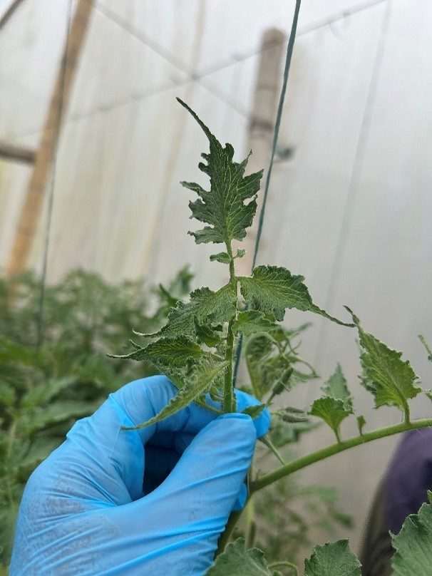 Deformação do limbo foliar, recorte pronunciado das margens dos folíolos e deformidade generalizada das folhas.