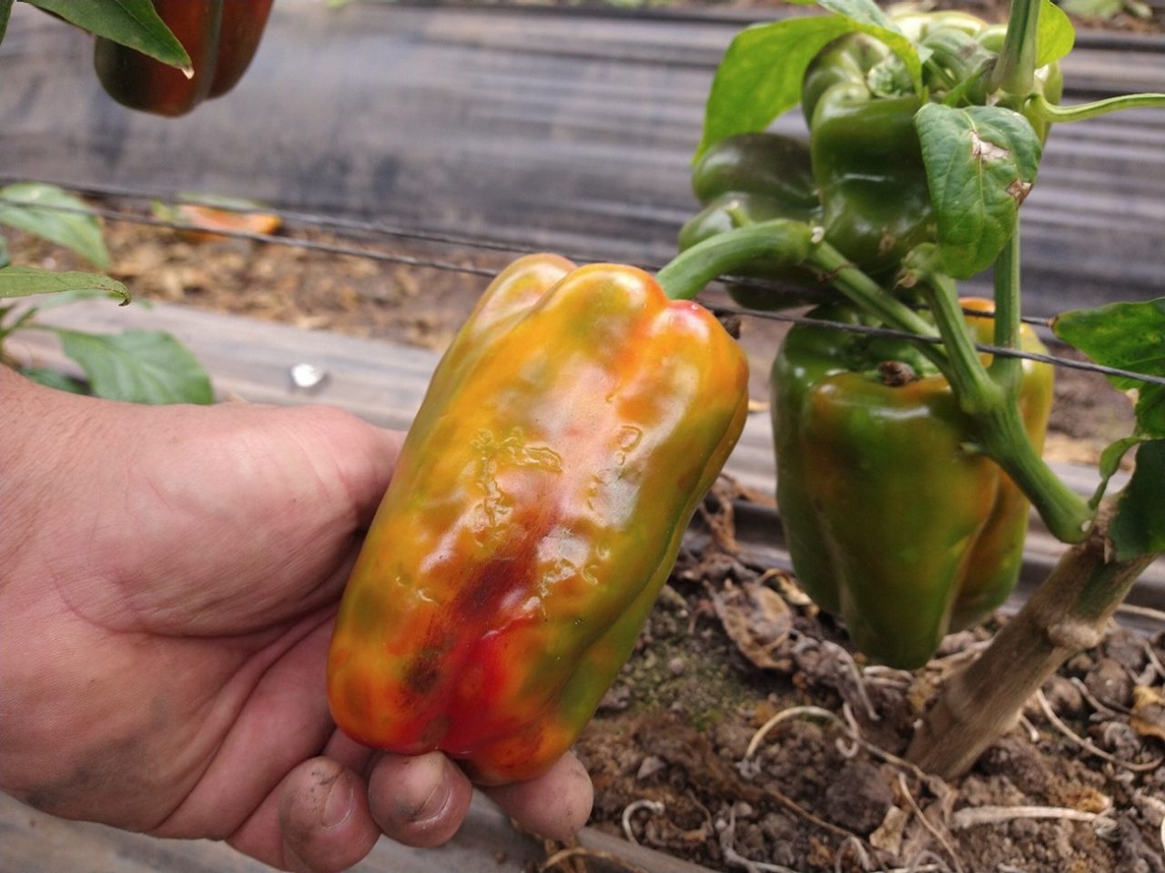 Sintomas em pimentão com manchas bronzeadas subepidérmicas.