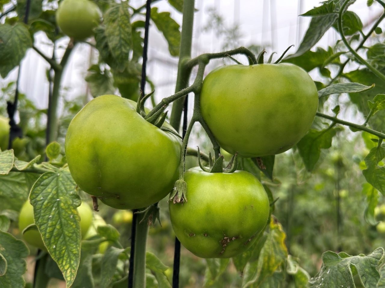 Deformação de frutos imaturos e manchas irregulares verde escuras.