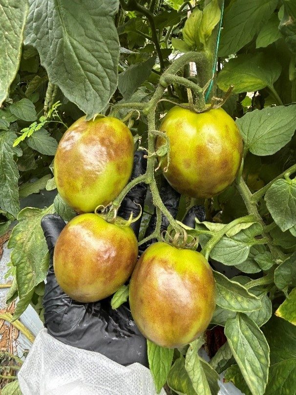 Manchas generalizadas de coloração parda nos frutos.