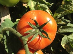 Detalhe do fruto do SV2444TH.