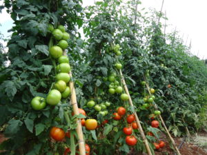 Tomate híbrido Compack