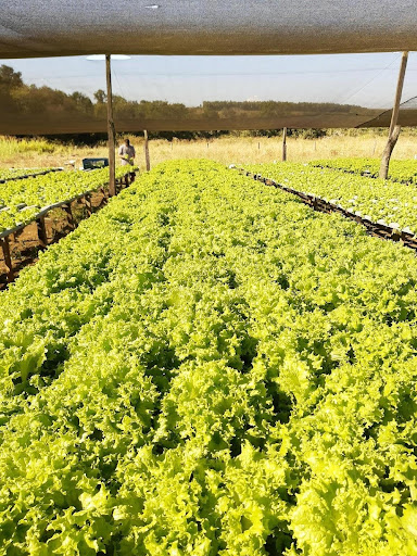 Alface Letícia em hidroponia 