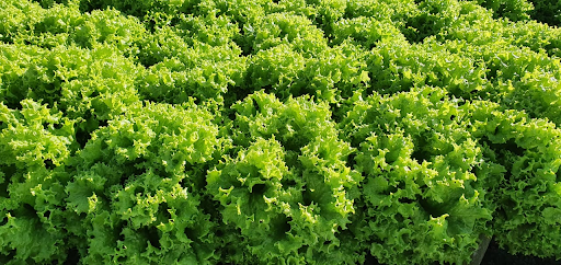 Cultivo de alface Letícia em Campo Verde - MT
